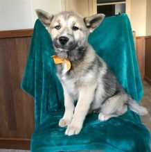 Adorable male and female Pomsky puppies Ready (716) 402-8078