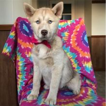 Adorable male and female Pomsky puppies Ready (716) 402-8078