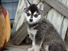 Adorable male and female Pomsky puppies Ready (716) 402-8078