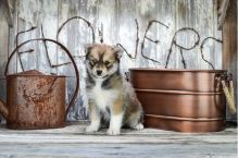 Adorable male and female Pomsky puppies Ready (716) 402-8078