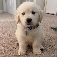 Beautiful golden retreiver puppies. Text at : 678-871-7681