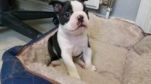Beautiful Male and Female Boston terrier puppies.