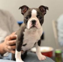 Cute Boston Terrier Puppies for free ADOPTION
