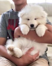 Samoyed Puppies For A Wonderful Home.11 Weeks Old/