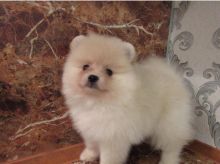 Sweet Male And Female Pomeranian puppies For Free Adoption. Text us via 678-871-7681