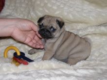 Well trained Pug puppies.