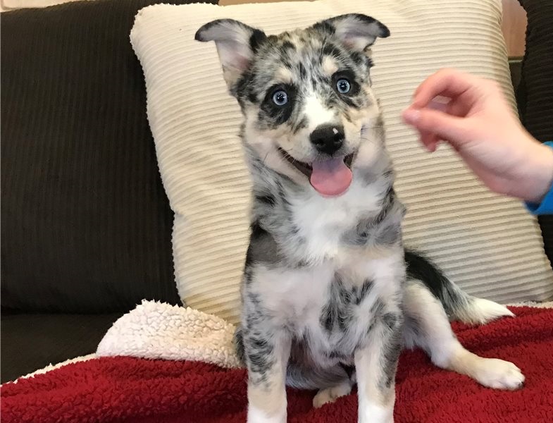 Adorable male and female Pomsky puppies Ready (716) 402-8078 Image eClassifieds4u