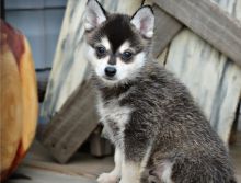 Adorable male and female Pomsky puppies Ready (716) 402-8078 Image eClassifieds4U