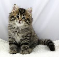 Super adorable Siberian kittens. Image eClassifieds4u