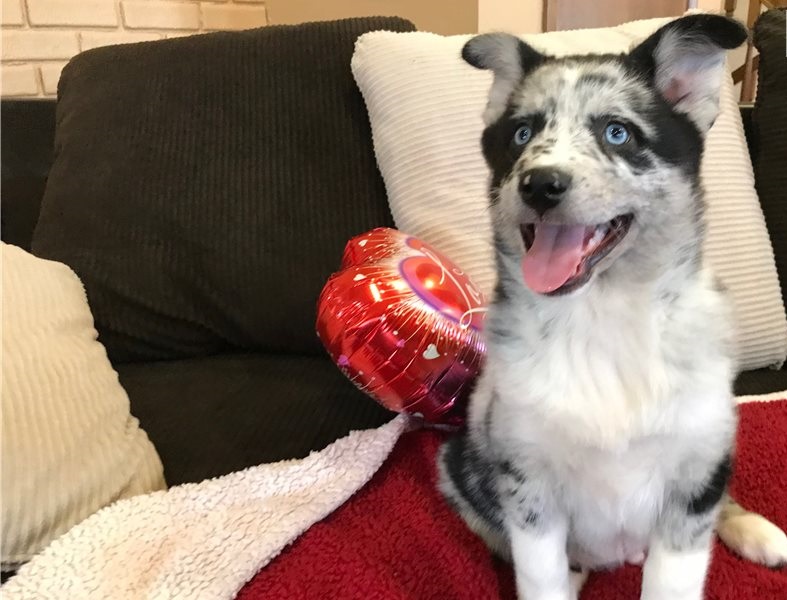 🐾💝Male and Female Pomsky Puppies Ready Now💝💝Call or text (716) 402-8078 Image eClassifieds4u