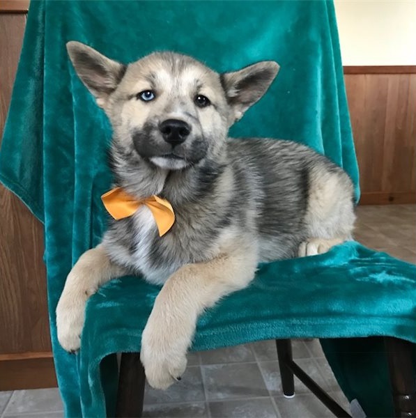 🐾💝Male and Female Pomsky Puppies Ready Now💝💝Call or text (716) 402-8078 Image eClassifieds4u
