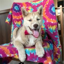 🐾💝Male and Female Pomsky Puppies Ready Now💝💝Call or text (716) 402-8078