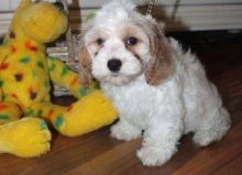 Cute apoo Puppies for adoption