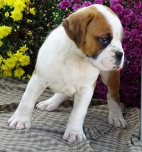 Cute Boxer puppies for adoption