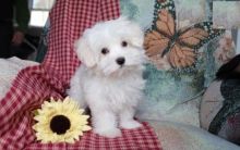 Maltese Puppies For Adoption