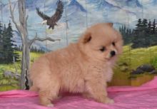 Pomeranian Puppies For Adoption