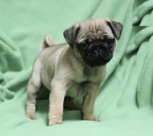 Pug Puppies For Adoption