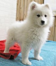 Samoyed Puppies For Adoption