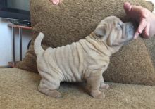 Shar Pei Puppies For Adoption