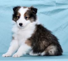 Sheltie Puppies For Adoption