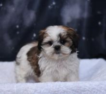 Shih Tzu Puppies For Adoption