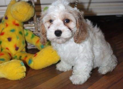 Cute apoo Puppies for adoption Image eClassifieds4u