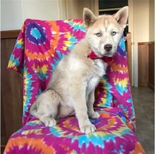 🐾💝Male and Female Pomsky Puppies Ready Now💝💝Call or text (716) 402-8078 Image eClassifieds4U