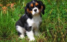 Romantic Cavalier King Charles Puppies. Image eClassifieds4U