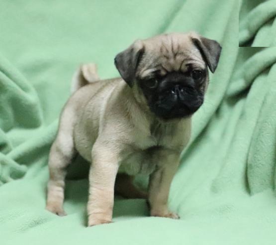 Pug Puppies For Adoption Image eClassifieds4u