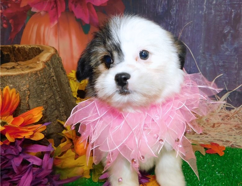 Super cute Shih tzu puppies Image eClassifieds4u