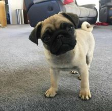 🐾💝🐾 Adorable 🐾💝🐾 Ckc Pug Puppies Available🐾💝