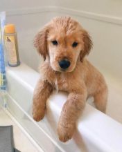 🐾💝🐾 Fantastic Ckc Golden Retriever Puppies Available