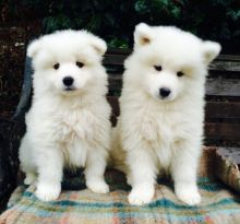 Adorable Samoyed puppies.