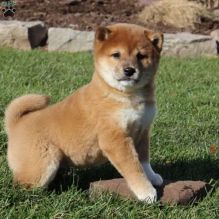 Adorable Shiba Inu puppies.