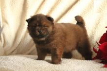 Chow Chow Puppies For Adoption