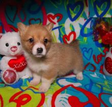 Corgi Puppies For Adoption