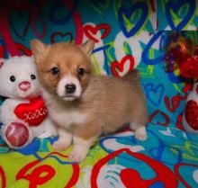 Corgi Puppies For Adoption