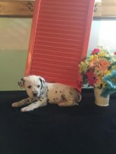 Dalmatian Puppies For Adoption