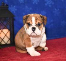 English Bulldog Puppies For Adoption