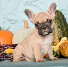 French Bulldog Puppies For Adoption