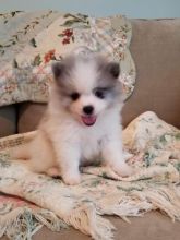 Gentle Pomsky Puppies For Adoption