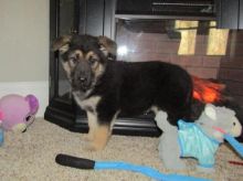 German Shepherd Puppies For Adoption