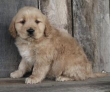 Golden Retriever Puppies For Adoption