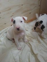 Happy Bull Terrier Puppies For Adoption