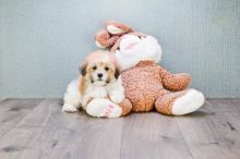 Havanese Puppies For Adoption