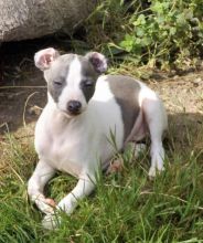 Italian Greyhound Puppies For Adoption