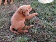 Labradoodle Puppies For Adoption
