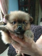 Loyal Pomeranian Puppies For Adoption