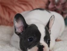 Male and female French bulldog puppies.