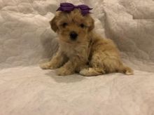 Maltipoo Puppies For Adoption